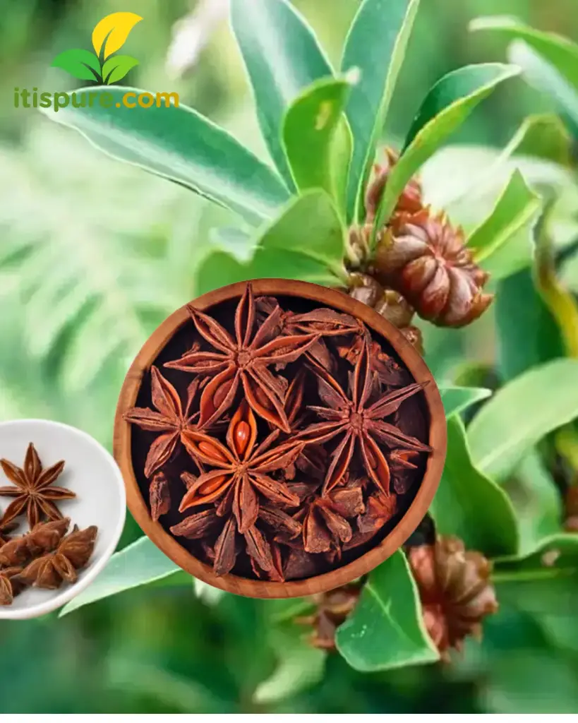 Thakkolam 200 gm