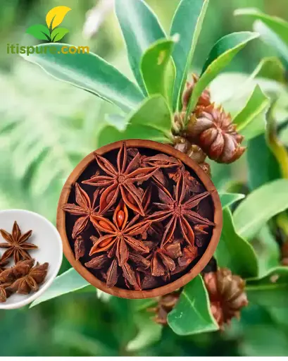 Thakkolam 200 gm