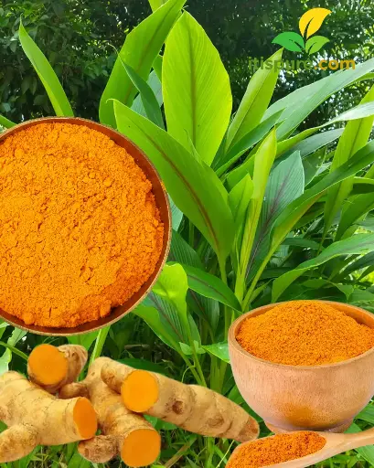 Organic Turmeric Powder (മഞ്ഞൾ പൊടി ) 200 gm